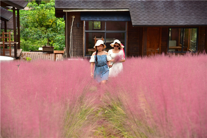肇庆市粉黛乱子草,肇庆德庆盘龙峡薰衣草