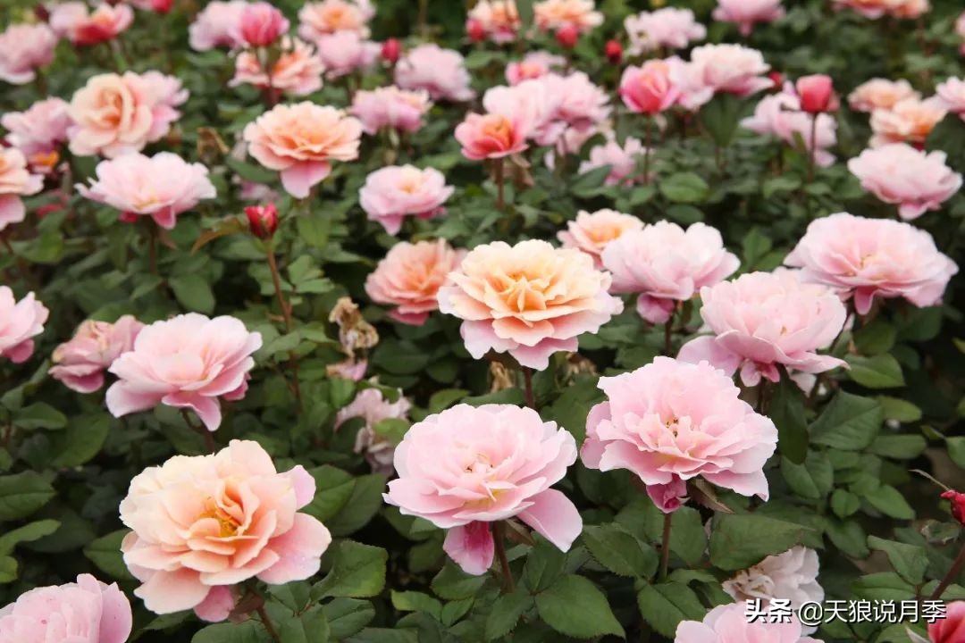 复古色月季什么品种的花好看,值得入手的复古色月季