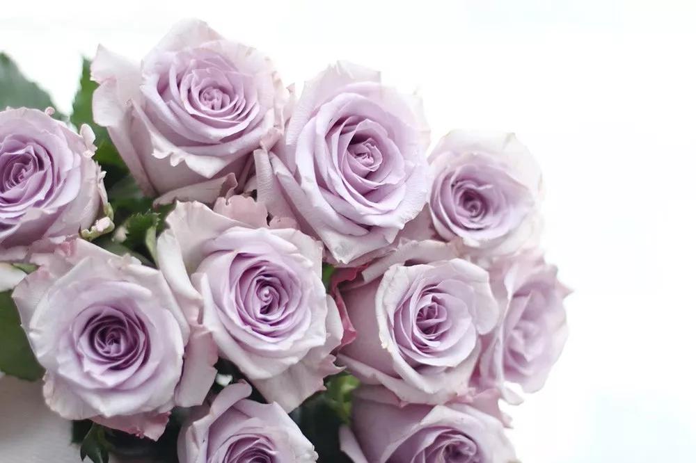 花店必备的5款玫瑰,鲜花图鉴一次性认识30种玫瑰花