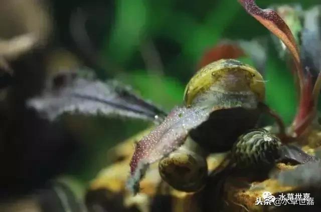 草缸常见10种藻类的解决方法,草缸藻类生物防治方法