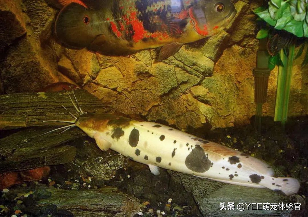 小丑武士鱼养的时候要注意什么,观赏鱼小丑武士什么状态比较正常