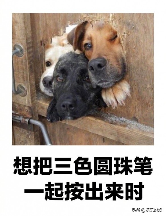 每日一笑,请问发骚门诊怎么走?大自然也好这口?纯白至臻小猫咪