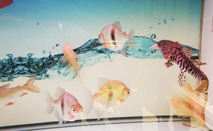 鱼缸养鱼水质ph,鱼缸水质ph值如何调节