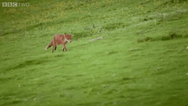 澳洲兔子为什么这么厉害,澳洲兔子是怎么泛滥的