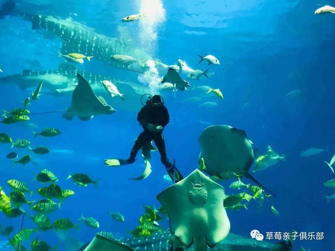 珠海长隆海洋王国附近住宿攻略,珠海长隆海洋王国三人住两天一夜