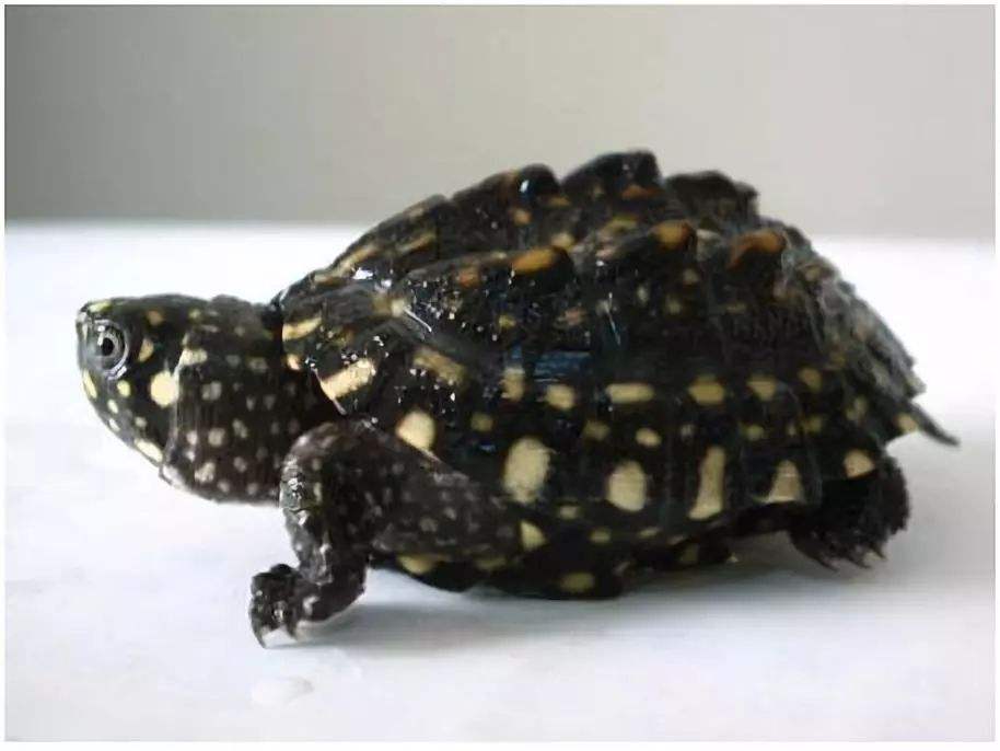 牢底坐穿系列,养一只就会坐牢,快看下你家有没有这些乌龟