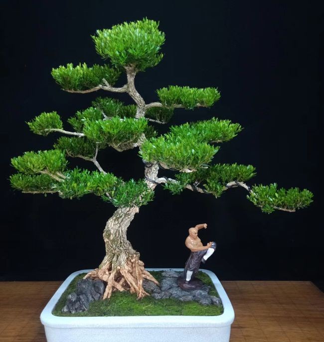 黄杨盆景什么品种好,好黄杨盆景多少钱