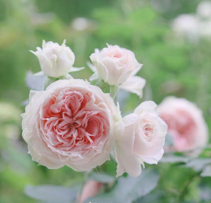 蓝色妖姬浪漫情怀,蓝色妖姬忧郁蓝调