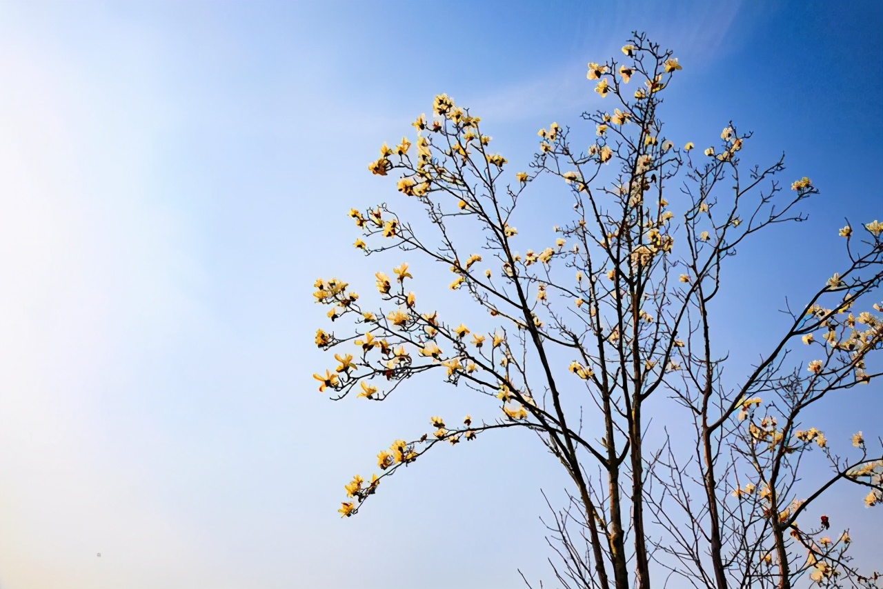 文徵明玉兰图卷,江南四大才子文徵明
