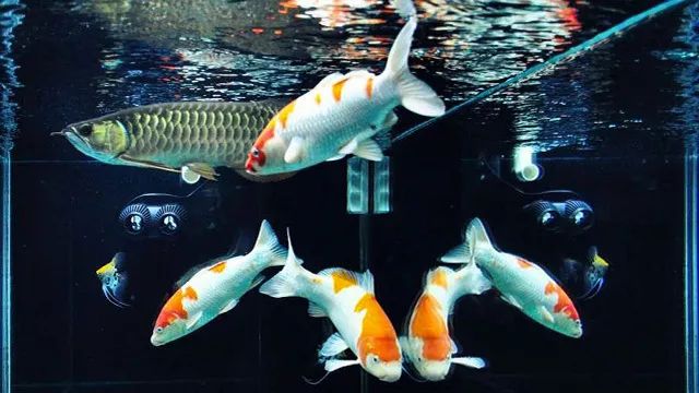 9条锦鲤和1条龙鱼混养,龙鱼招财猫和锦鲤混养