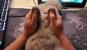 任天堂switchlite配件推荐,switch配件购买建议