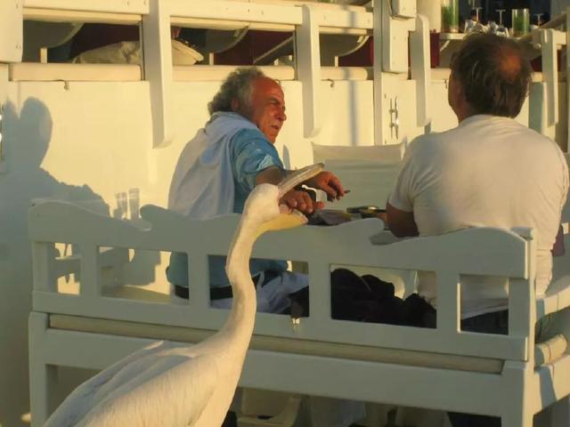 看起来威武霸气，其实比谁都嘴欠，带你了解鹈鹕的生活