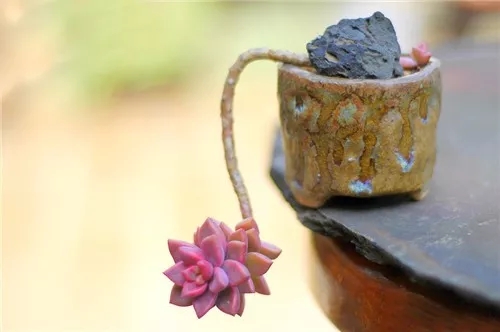 多肉老桩速成法根本用不了三五年,多肉怎么养成老桩小技巧