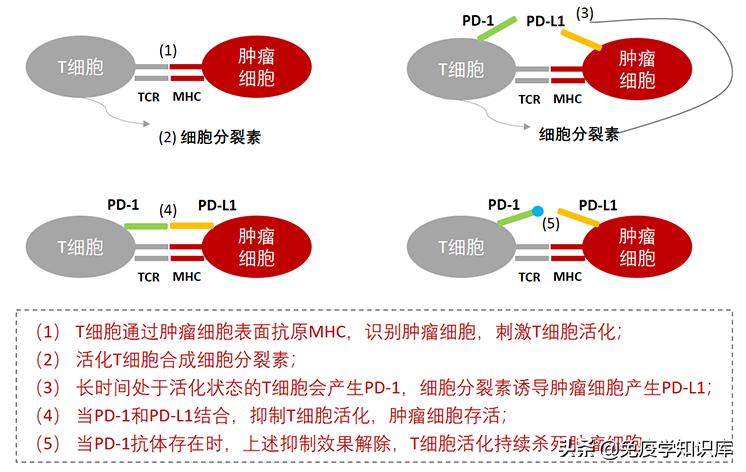 免疫细胞疗法疑问,免疫细胞治疗的真实感受