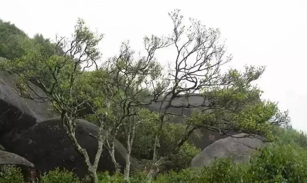 最贵最好喝的茶,最贵的十二把茶壶