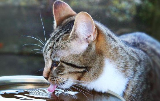 猫咪脱水说明什么问题,猫咪怎样才算是脱水