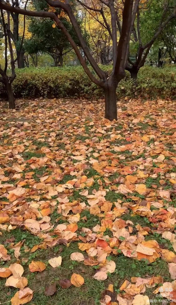 霜降粤语歌曲,霜降翻唱版