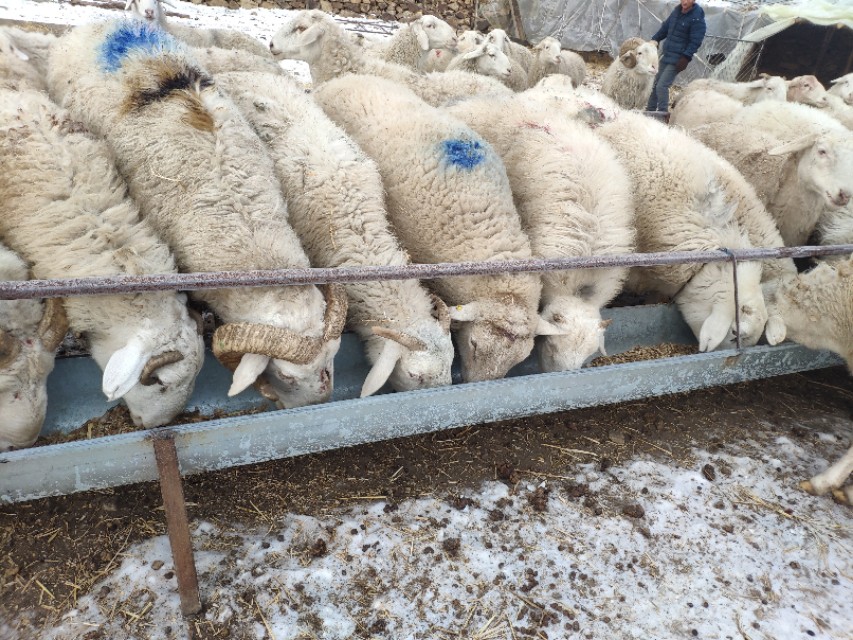 都说羊群感染布病很难缠,养羊人如何应对,兽医告诉你