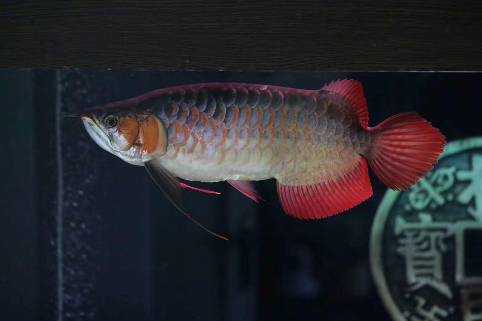 速倍妥硝化细菌什么颜色,速倍妥硝化细菌