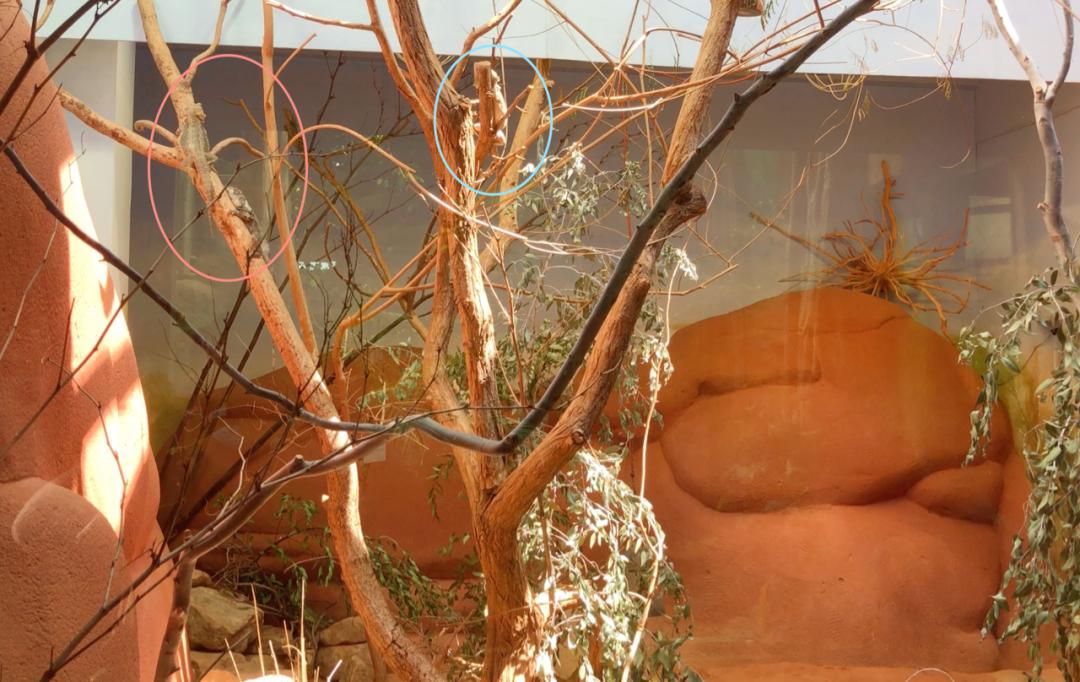 爬宠没有合适的温度会变成什么样,对环境要求不高的爬宠