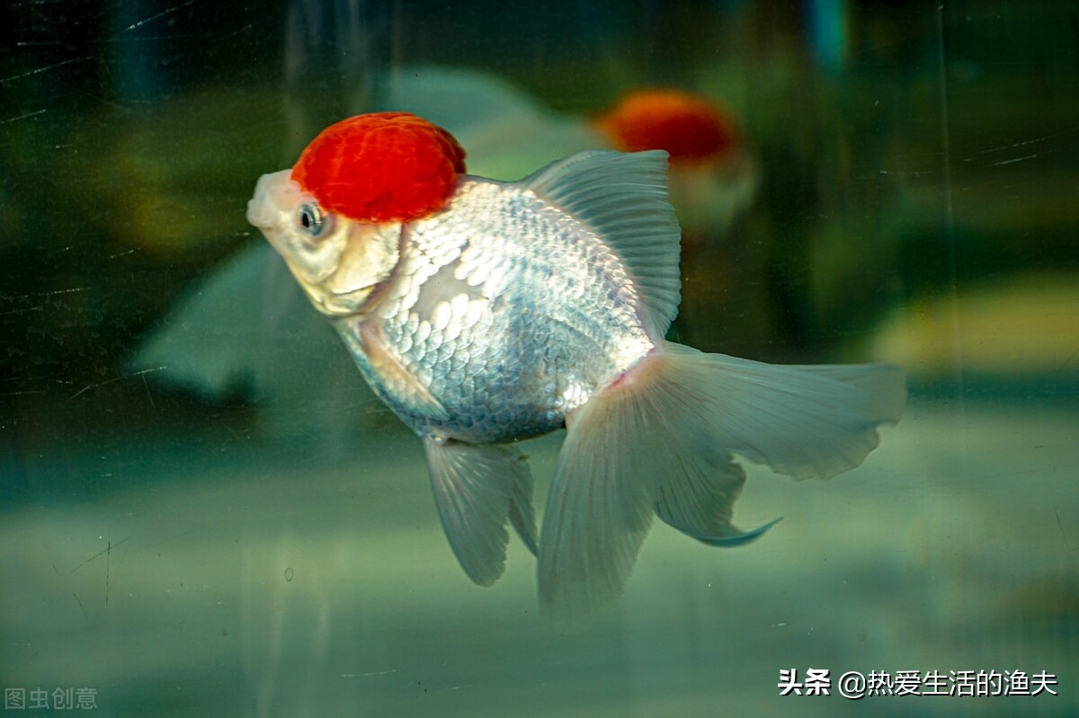 小金鱼好养吗养金鱼三大禁忌,小金鱼的饲养方法与日常护理