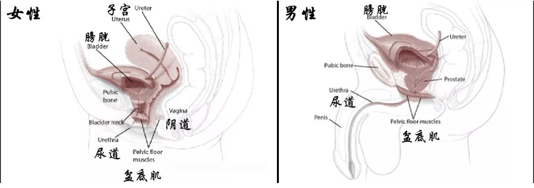 为啥大家都推荐凯格尔运动，我做了却没效果？