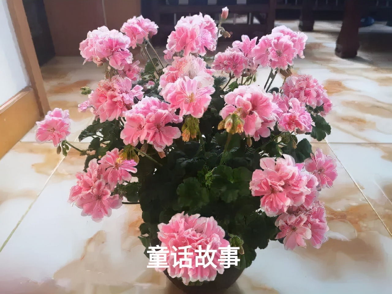 垂吊天竺葵哪些品种容易爆花,天竺葵羊宝和糖果双色哪个更爆花