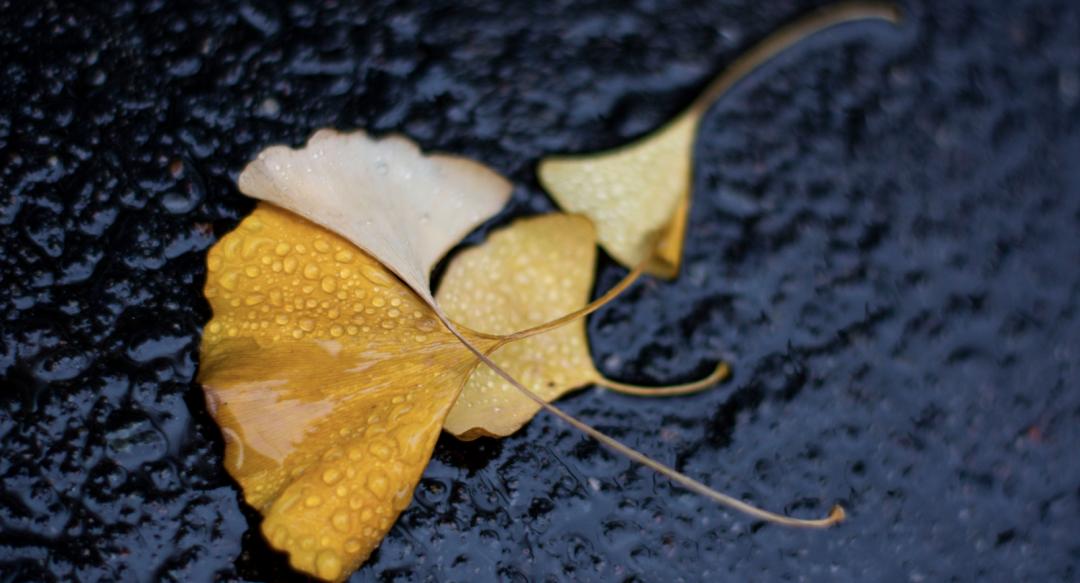 重阳节应该去哪里玩儿,重阳节夜登山赏秋