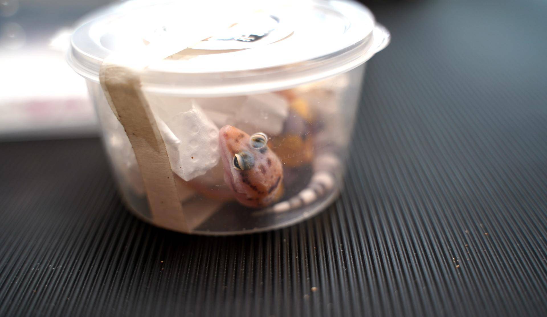 新手如何饲养一只豹纹守宫知乎,如何养好一只豹纹守宫