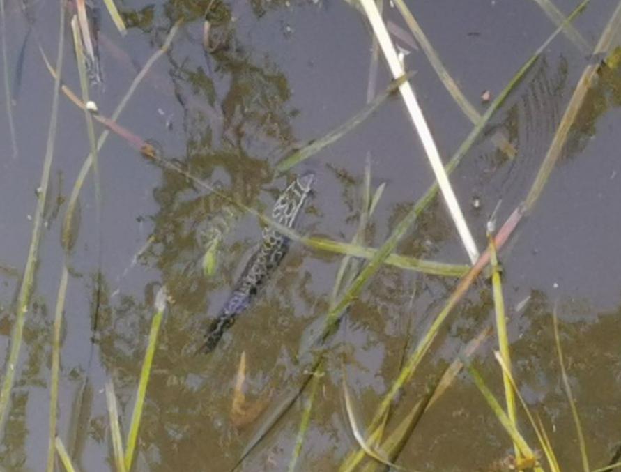 虾塘出现红黑水,虾塘出现黑鱼怎么处理