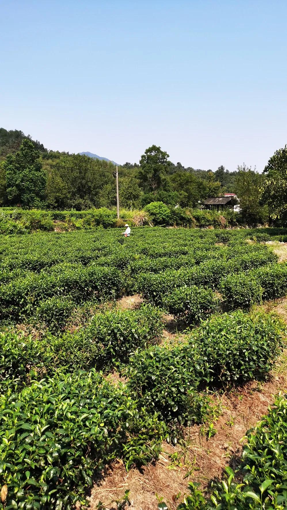 创璞然之茗振麻城茶业