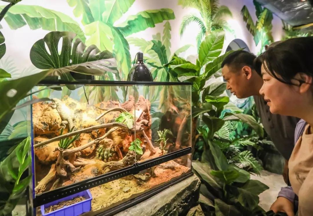 金牛湖野生动物王国过年去怎么样,金牛湖野生动物王国游玩时间