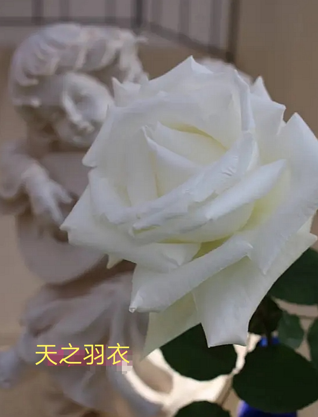 2020年木村卓功月季新品,木村卓功的月季都比较耐阴吗