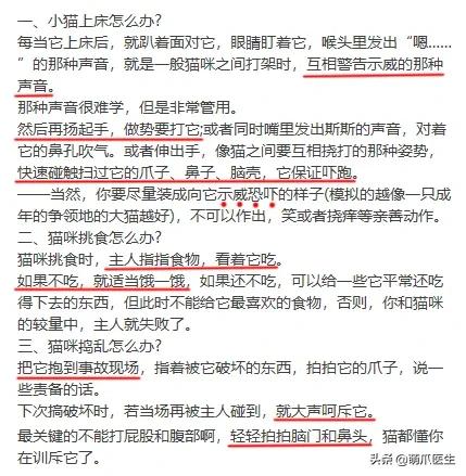 猫咪精力太旺盛还咬人怎么办,猫咪最近脾气暴躁咬人怎么办