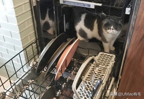 厨房是猫咪的修罗场，随便一项就能重伤