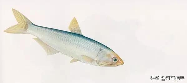 你不知道的海洋里面有什么,十种你没见过的海洋生物