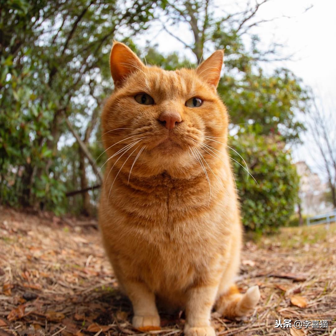 养活一只猫容易吗,宠物猫咪如何饲养才好养