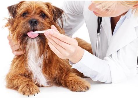 易知狗：如何给狗狗喂药丸、药粉和药水？