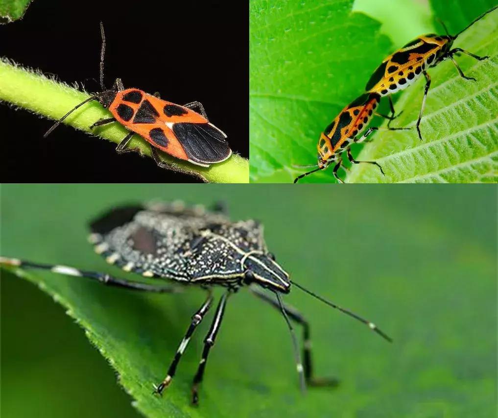 草莓蓟马虫害的症状与防治,秋季草莓虫害危害重点防治与识别