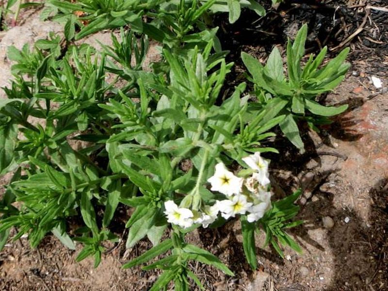 适合山东地区种植的珍稀树种,十种常见观赏草有哪些