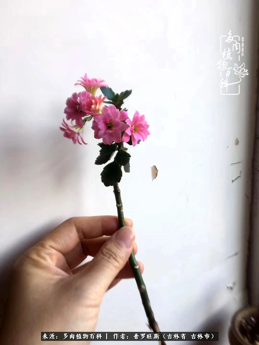 日日勤服侍，日日勤拂拭！服侍花儿，就是拂拭心灵