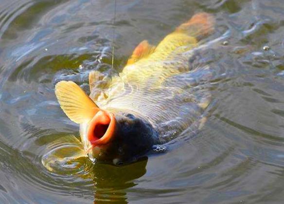 如何避免一上鱼就拔河,钓鱼如何避免拔河