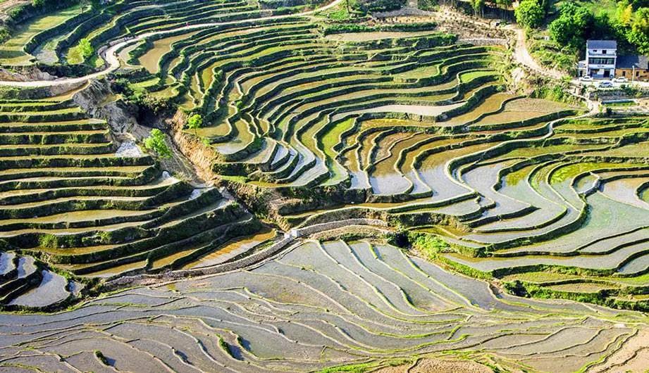 竹林被韩国申遗成功了吗,全球唯一申遗的古茶山