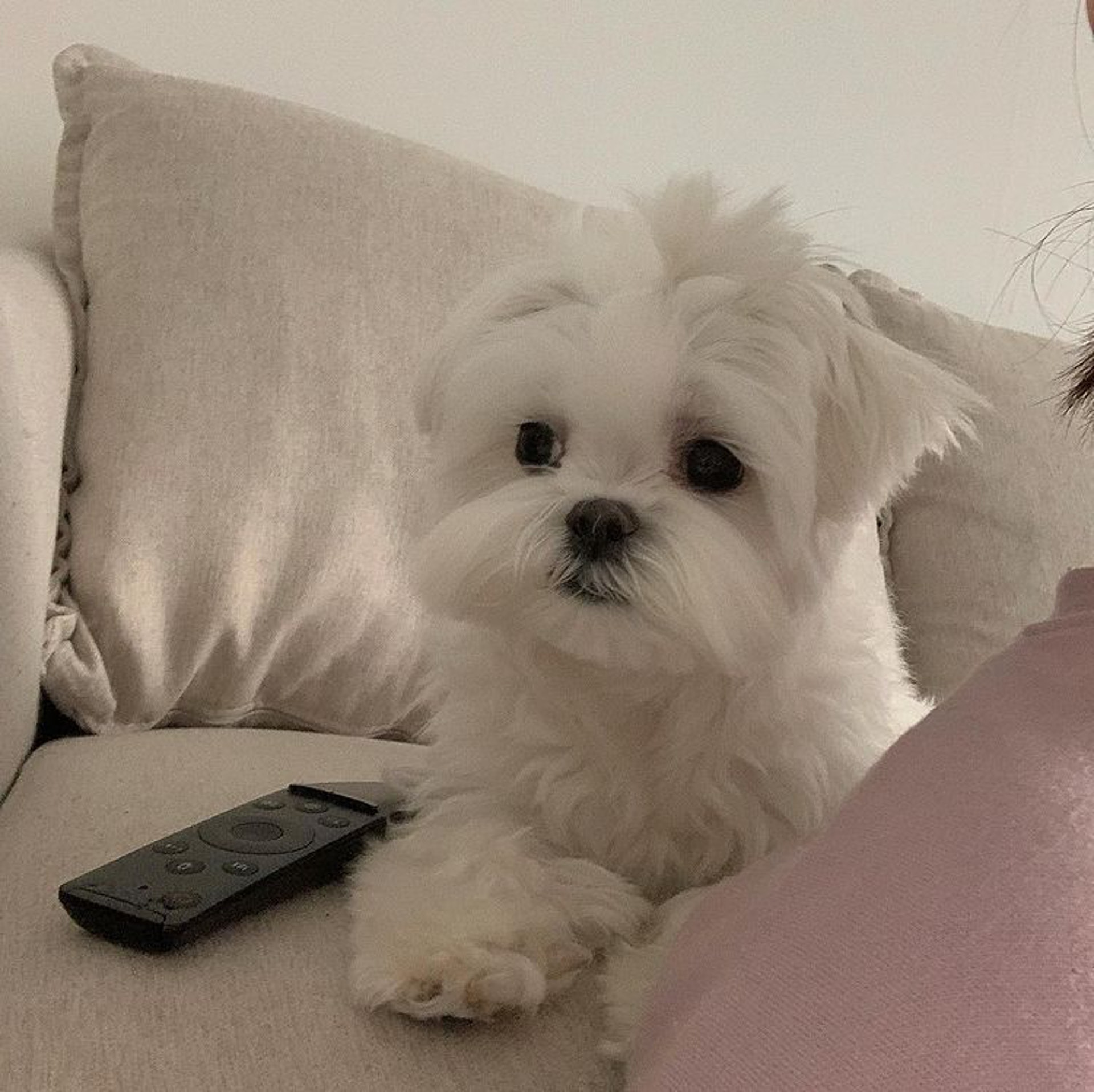 狗狗睡醒突然坐起来视频,狗狗睡醒兴奋突然昏倒