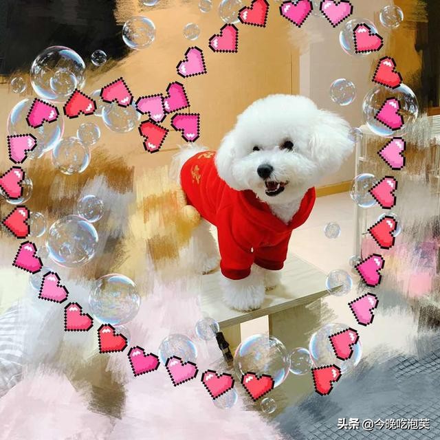 如何让比熊犬的毛变漂亮,比熊犬毛蓬松的正确方法