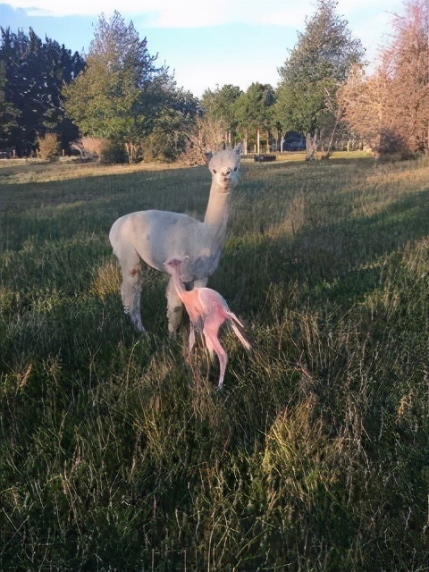 第58集原创乡村短剧,第58章大结局