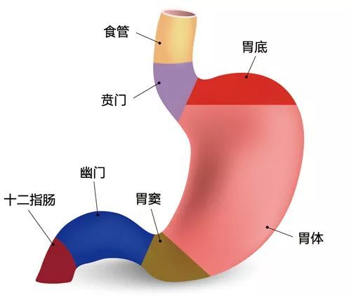 医生为啥说反酸是正常的,反酸为什么难治
