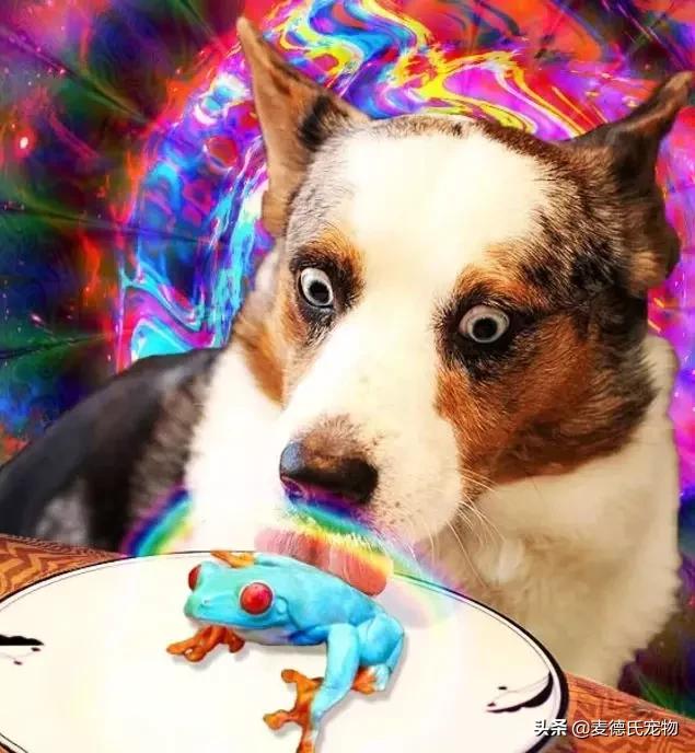 澳洲狗子吸毒,澳大利亚流浪狗