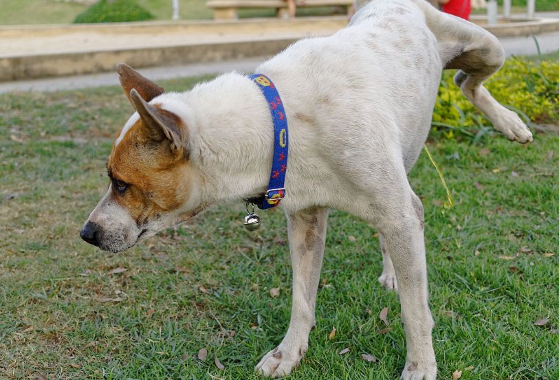 狗狗在家乱尿怎么控制,怎么解决狗狗在家乱拉乱尿的问题