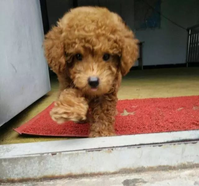 宠物身上的跳蚤会跑到人身上吗,宠物身上的跳蚤怎么杀